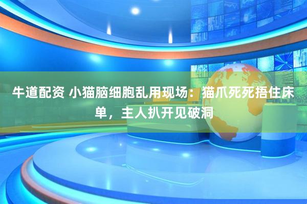 牛道配资 小猫脑细胞乱用现场:猫爪死死捂住床单,主人扒开见破洞
